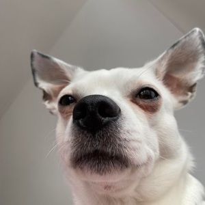 Meet your Posher, Mollie